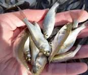 دستیابی محققان جهاد دانشگاهی به دانش فنی تولید بچه ماهی مقاوم