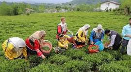 ۶۴ درصد از مطالبات چایکاران کشور پرداخت شد