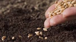 کشت پاییزه گندم نزدیک است اما قیمت آن مشخص نیست