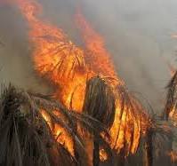 کارشناسان صندوق بیمه برای برآورد خسارت نخلستانها به منطقه اعزام شدند