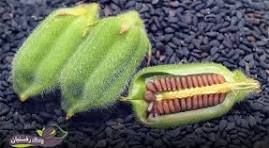 آغاز کشت کنجد در حاجیآباد