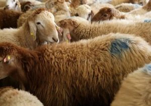 پاکستان یکی از بهترین گزینه‌ها برای تأمین دام زنده و گوشت کشور است