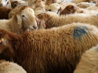 پاکستان یکی از بهترین گزینهها برای تأمین دام زنده و گوشت کشور است