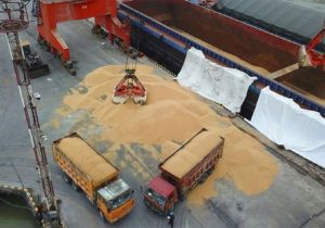 تامین جو کافی راهی برای تولید پایدار گوشت قرمز