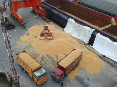 تامین جو کافی راهی برای تولید پایدار گوشت قرمز