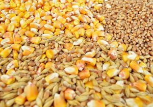 تعداد دام‌ها با میزان نهاده دریافتی واحدهای تولیدی مطابقت ندارد