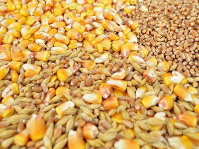 مشکل کمبود نهادههای دامی در سامانه بازارگاه مرتفع شد