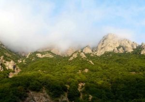 تأثیرات تغییرات اقلیمی بر روی درختان هیرکانی