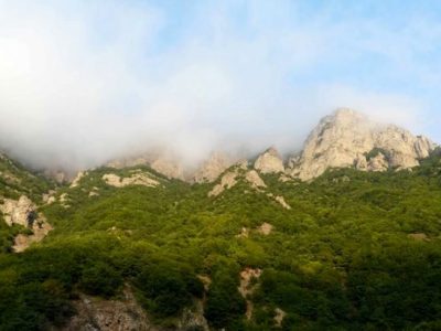 تأثیرات تغییرات اقلیمی بر روی درختان هیرکانی