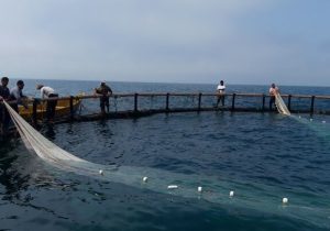 افتتاح ۱۵۵ پروژه شیلاتی در هفته دولت