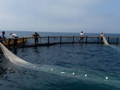 افتتاح ۱۵۵ پروژه شیلاتی در هفته دولت