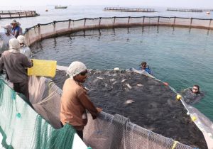 آغاز نخستین طرح پرورش قفسی ماهی «فیتوفاگ» کشور در ایلام