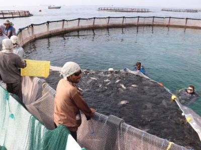 آغاز نخستین طرح پرورش قفسی ماهی «فیتوفاگ» کشور در ایلام