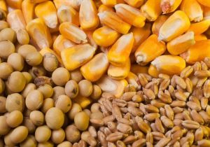 نشت نهاده های دامی دولتی در بازار آزاد/پاکستان در اولویت واردات گوشت