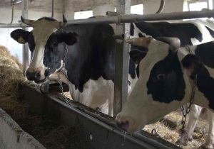 درخواست اتحادیه مرکزی دامداران ایران در خصوص اصلاح فوری قیمت شیر خام