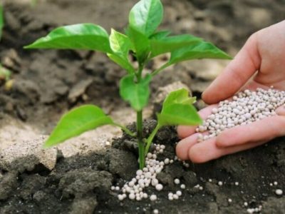 ۵ هزار تن کود کشاورزی در استان بوشهر توزیع شد