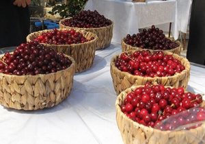 ششمین جشنواره آلبالو زنگنه