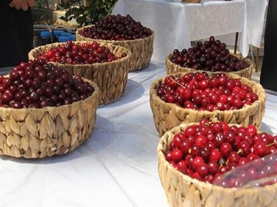 ششمین جشنواره آلبالو زنگنه