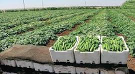 خیار یا رمزارز؛ انتخاب گلخانهها کدام است؟