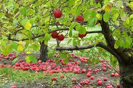 سیب؛ ثروتی که در جیب باغدار آب می رود!