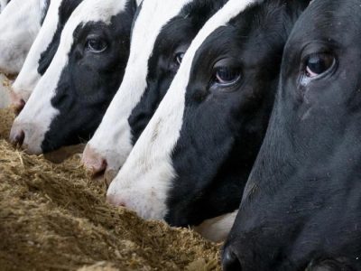 ابطال ثبت سفارش نهاده های دامی که به ورود کالا منجر نشده است