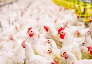 تصمیمات جزیره‌ای و عرضه نامنظم نهاده‌ها تولید مرغ را دچار چالش می‌کند