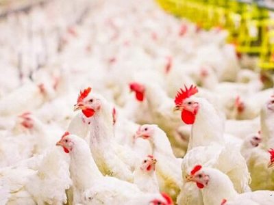 تصمیمات جزیره‌ای و عرضه نامنظم نهاده‌ها تولید مرغ را دچار چالش می‌کند