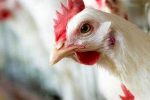 قیمت مصوب جدید، عرضه گوشت مرغ را افزایش میدهد