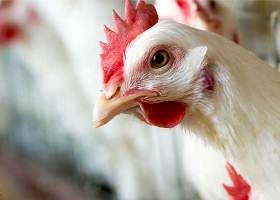 کیفیت تولید مرغ در کشور رو به افزایش است
