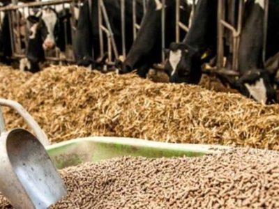 ۶ میلیون تن نهاده دامی از ابتدای امسال در بازارگاه عرضه شد؛ تامین ۵۰ درصد خوراک دام کشور از محل واردات