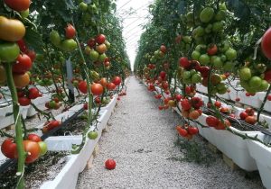 آیا مشکل تکراری تأمین سوخت گلخانههای جنوب استان کرمان حل میشود؟