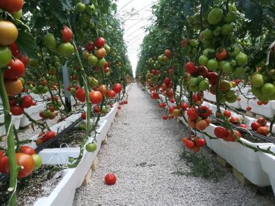 آیا مشکل تکراری تأمین سوخت گلخانههای جنوب استان کرمان حل میشود؟