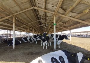 هشدار تب برفکی در ورامین؛ نقل و انتقال دام ممنوع شد