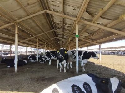 هشدار تب برفکی در ورامین؛ نقل و انتقال دام ممنوع شد