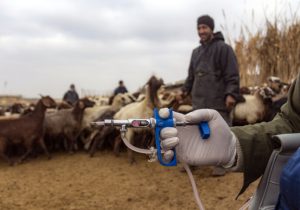 کاهش تولید شیرخام با شیوع بیماری تب برفکی