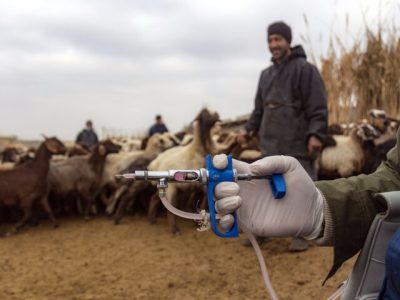 کاهش تولید شیرخام با شیوع بیماری تب برفکی