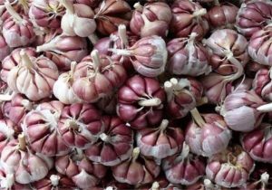 سیر سرخ بشاگرد؛ محصولی ارگانیک حاصل از کشت «سنتی و کُرتی»