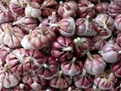 سیر سرخ بشاگرد؛ محصولی ارگانیک حاصل از کشت «سنتی و کُرتی»
