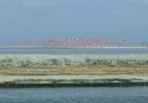 دریاچه ارومیه؛ قربانی دوگانه امنیت غذایی و آبی