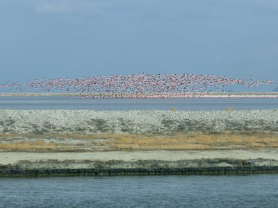 دریاچه ارومیه؛ قربانی دوگانه امنیت غذایی و آبی