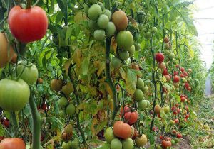 رتبه ۷۹ ایران در تولید محصولات ارگانیک