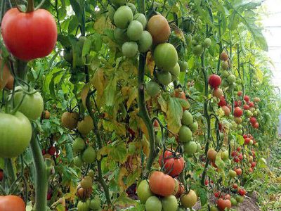 رتبه ۷۹ ایران در تولید محصولات ارگانیک