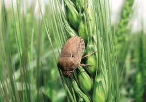 احتمال افزایش آفت سن گندم با توجه به کم‌بارشی پاییز امسال