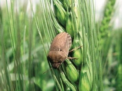 احتمال افزایش آفت سن گندم با توجه به کم‌بارشی پاییز امسال