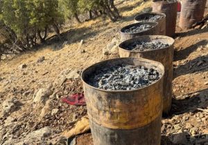 جنگل‌هایی که برای زغال می‌سوزند