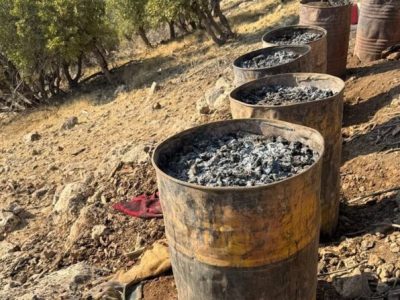 جنگل‌هایی که برای زغال می‌سوزند