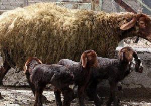 چندقلوزایی و افزایش وزن دام با پرتودهی هسته‌ای در آذربایجان‌شرقی