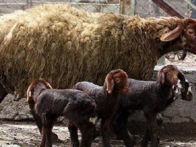 چندقلوزایی و افزایش وزن دام با پرتودهی هسته‌ای در آذربایجان‌شرقی