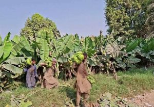 بازیافت ضایعات موز با طرحی دانش‌بنیان؛ گامی بلند در مسیر توسعه سواحل مکران