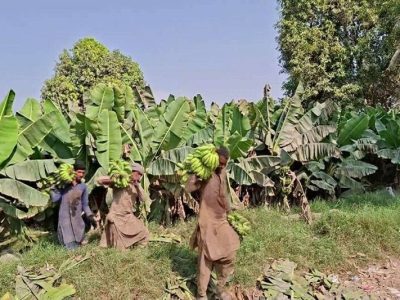 بازیافت ضایعات موز با طرحی دانش‌بنیان؛ گامی بلند در مسیر توسعه سواحل مکران